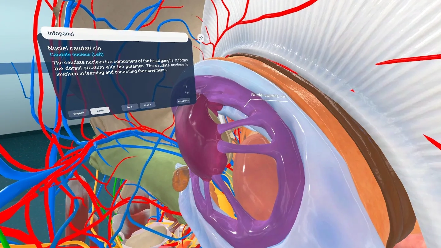 Human Anatomy VR for Institutions on SideQuest Oculus Quest Games &amp; Apps including AppLab Games ...