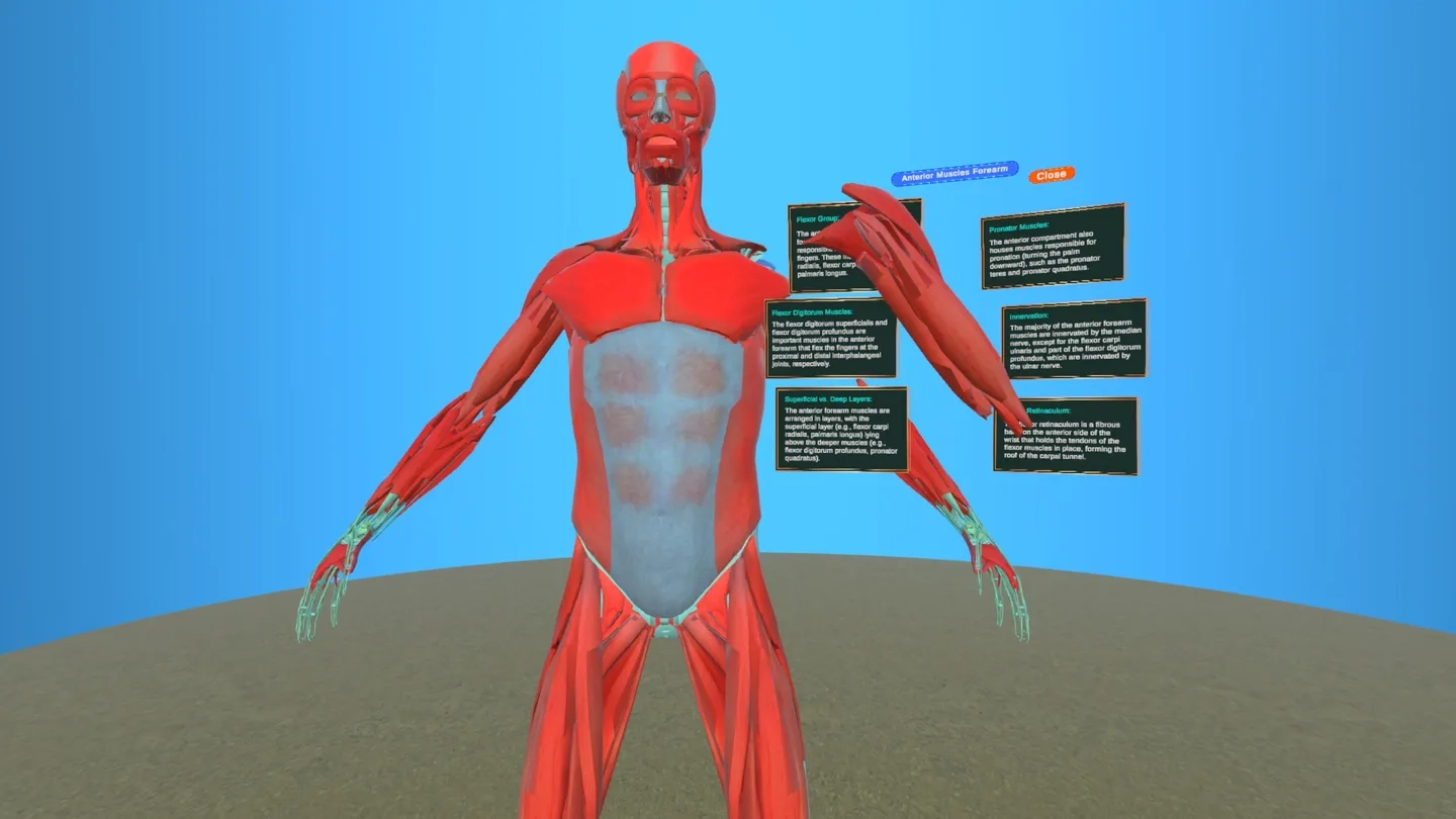 Human Anatomy Male on SideQuest Oculus Quest Games & Apps including ...