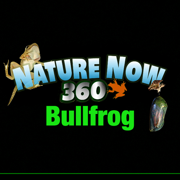 App cover art